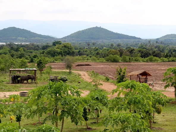 Kampot Pepper Farm, Cambodia
