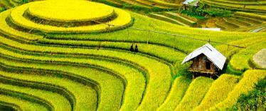 Sapa rice terraces, VIetnam