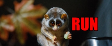 dangerous animals in borneo slow loris