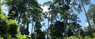 Danum Valley Rainforest