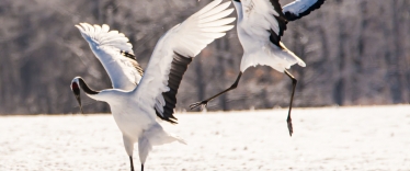 Japan winter wildlife