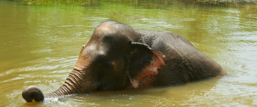 elephant tourism in Thailand