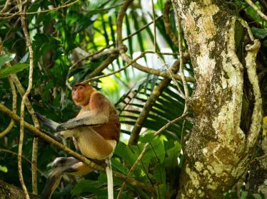 Proboscis monkey in Borneo