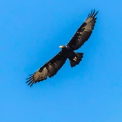 Black eagle 