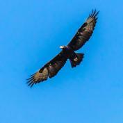 Black eagle 