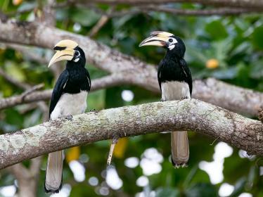 Hornbills in Kuching - Matthew Schwartz
