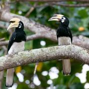 Hornbills in Kuching - Matthew Schwartz