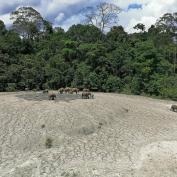 Wildlife trekking in Tabin