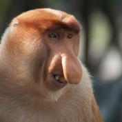 Proboscis monkey - Alastair Donnelly