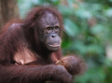 Orangutan with baby at Sepilok Orangutan Sanctuary - Chris Charles