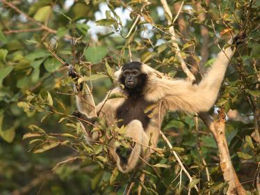 Gibbon at Cardamom Tented Camp in Botum Sakor National Park