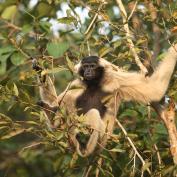 Gibbon at Cardamom Tented Camp in Botum Sakor National Park