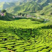 Tea plantations of Cameron Highlands