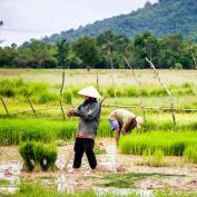 Farming in 4,000 Islands