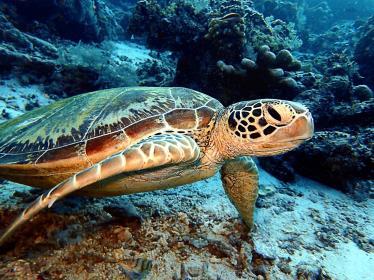 Turtle in sea of Malaysian Islands