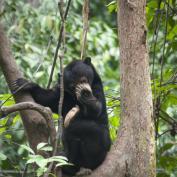 Sun Bear in Sepilok