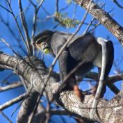 Black shanked Douc Langur in Keo Seima