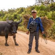 Man and buffalo in Mekong