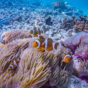 Underwater at Perhentian Islands