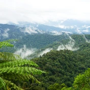 Belum Rainforest