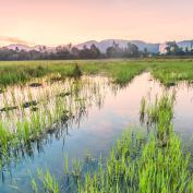 Rice fields near Penang