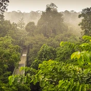 Canopy at Rainforest Discovery Centre in Sepilok