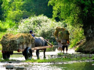 Ox cart in Pu Luong