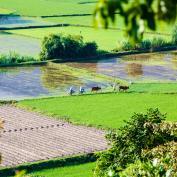 Mekong Delta landscape