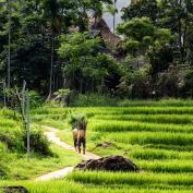 Trekking in Pu Luong