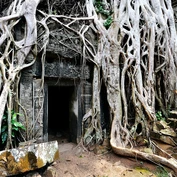 Vines at Angkor Wat