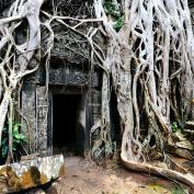 Vines at Angkor Wat