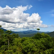 Treetop canopy in Danum Valley 