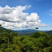 Treetop canopy in Danum Valley