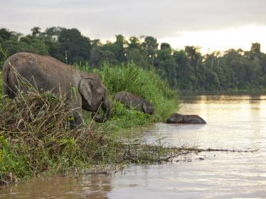 Elephant on the banks of the Kinabatangan River