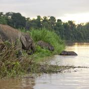 Elephant on the banks of the Kinabatangan River