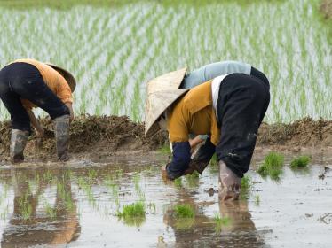 Rice farming in Ky Son
