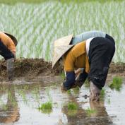 Rice farming in Ky Son