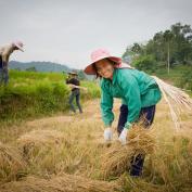 Rice farming in Muang La