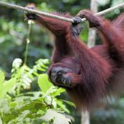 Orangutan at Sepilok Orangutan Rehabilitation Centre