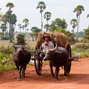 Ox cart in Siem Reap - Norman Blaikie