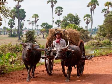 Ox cart in Siem Reap - Norman Blaikie