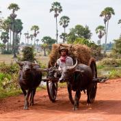 Ox cart in Siem Reap - Norman Blaikie