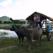 Buffalo ride in Kampot