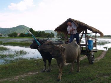 Buffalo ride in Kampot