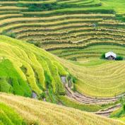 Vietnam hillside