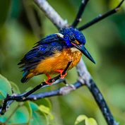 Kingfisher in Borneo - Ramasamy Muthiah