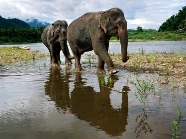 Elephants at Manda Lao sanctuary near Luang Prabang