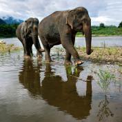 Elephants at Manda Lao sanctuary near Luang Prabang