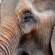 Elephant in Thailand