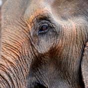 Elephant in Thailand